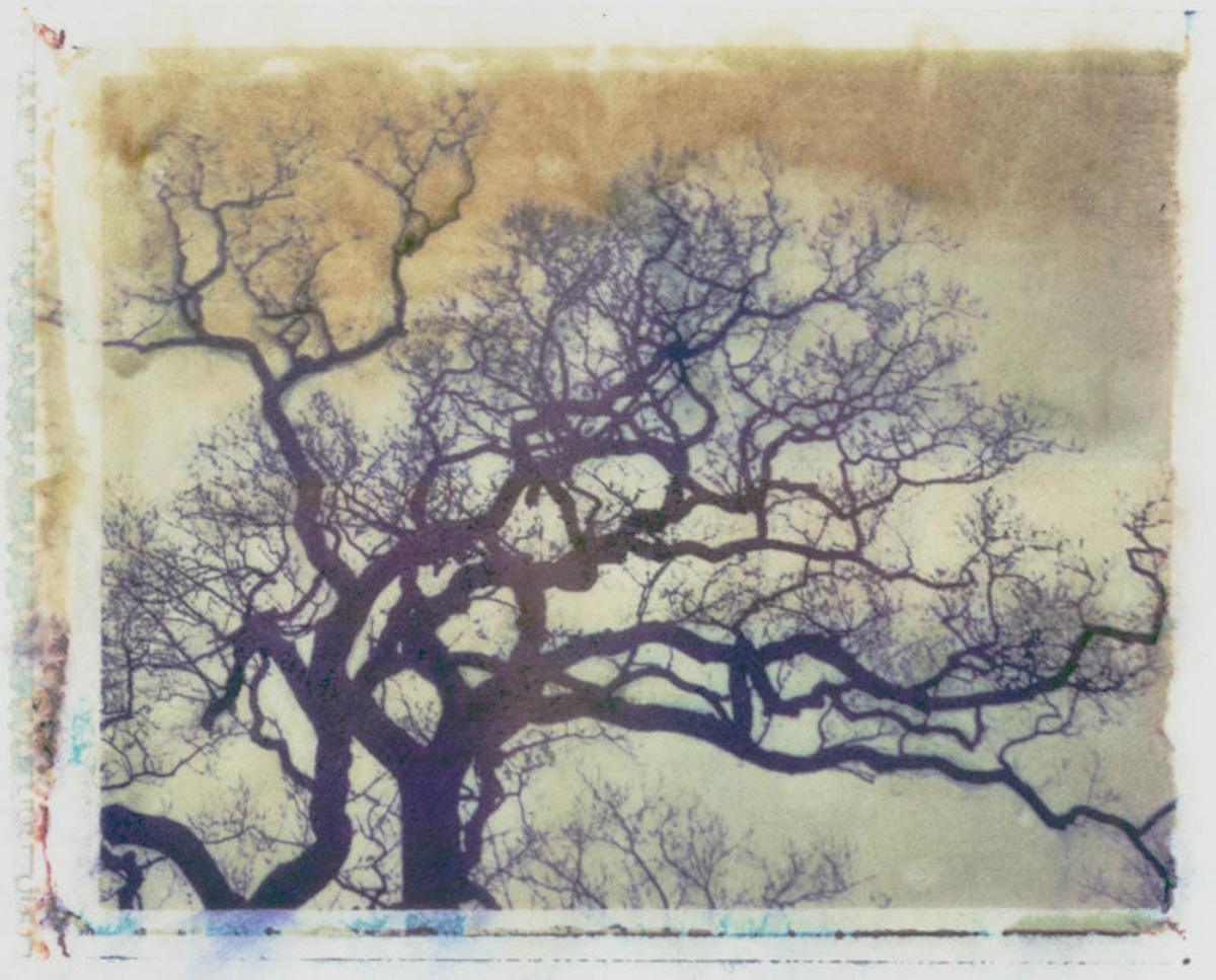 Treelines series: Quercus Robus - English Oak