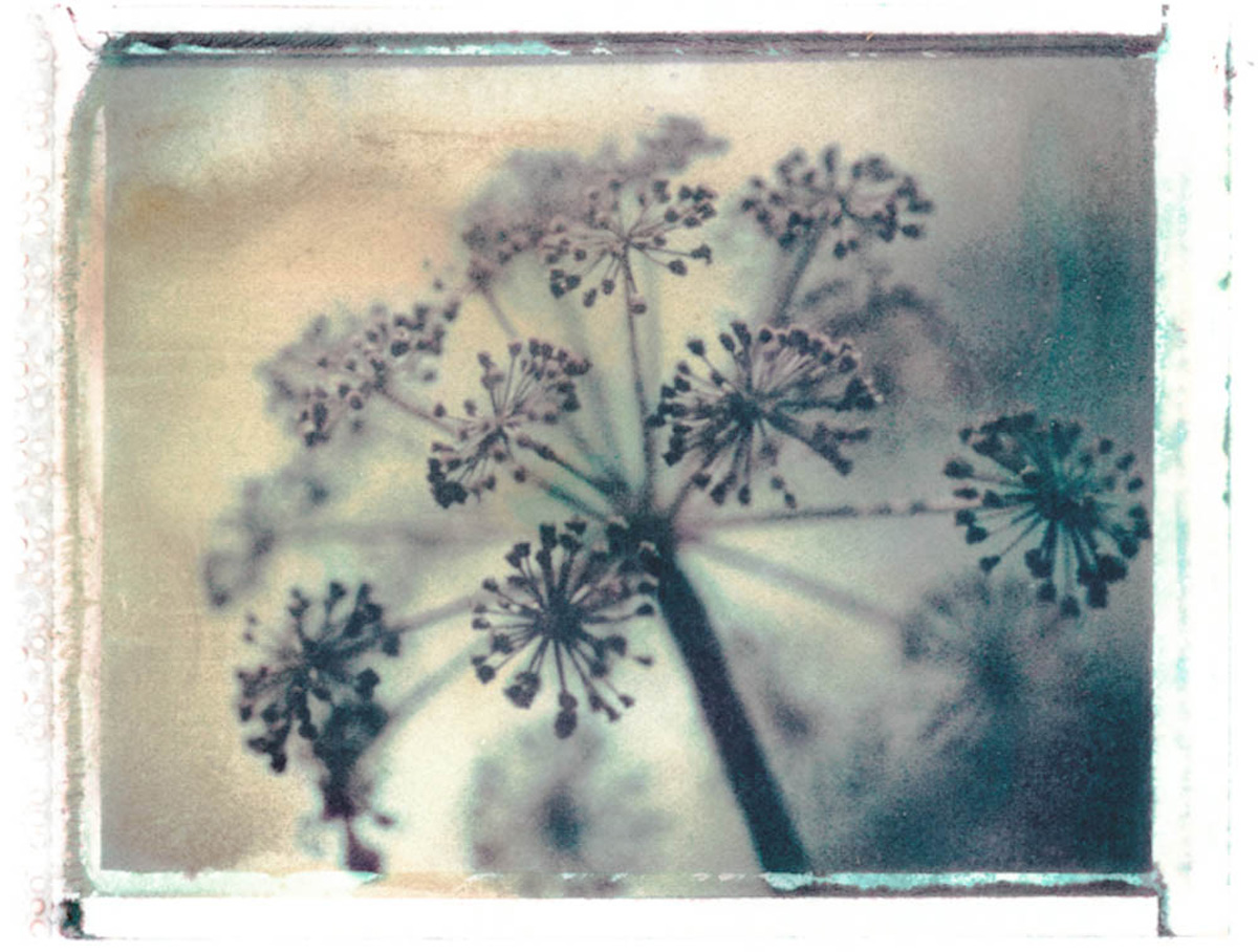 Gothic Summer series: Cow Parsley