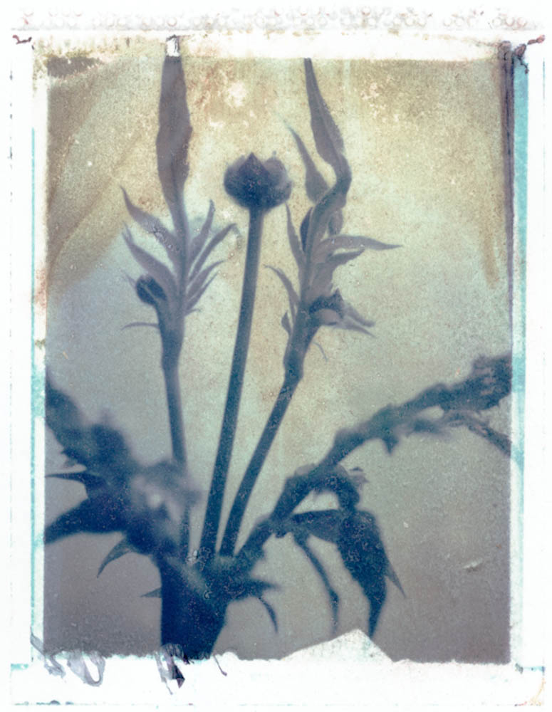 Gothic Summer series: Cephalaria Gigantica