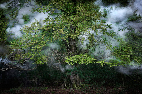Between The Trees 14 by Ellie Davies