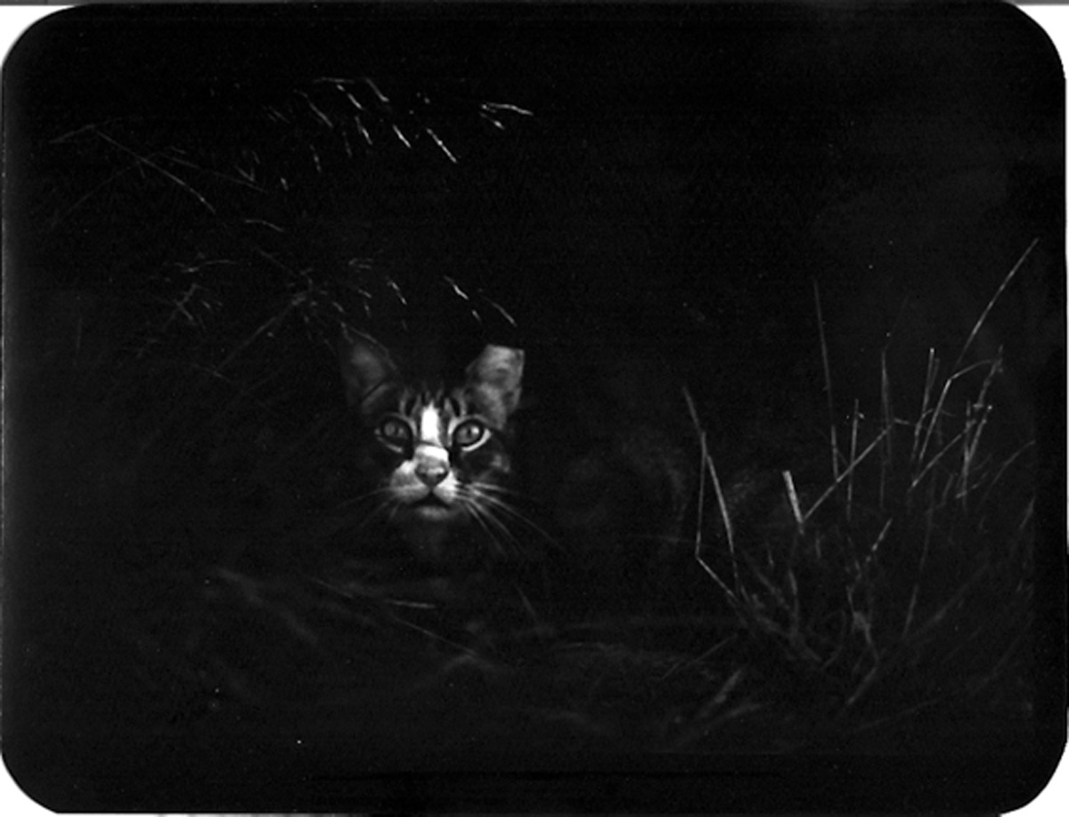 Cat in the Bush