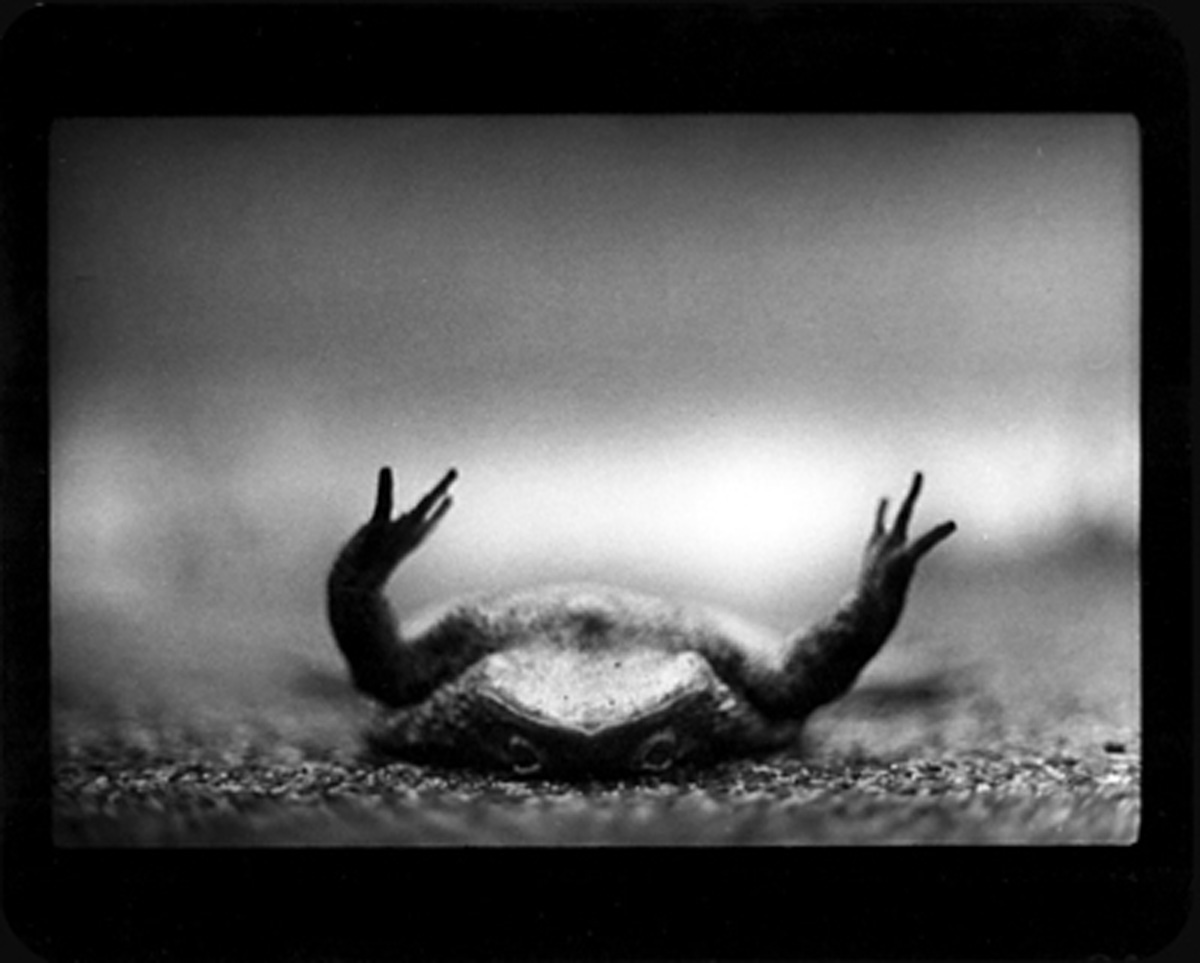 Toad Upside Down