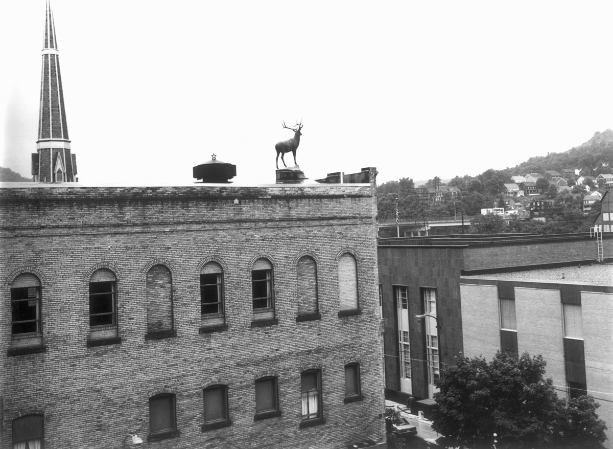 Stag on Roof
