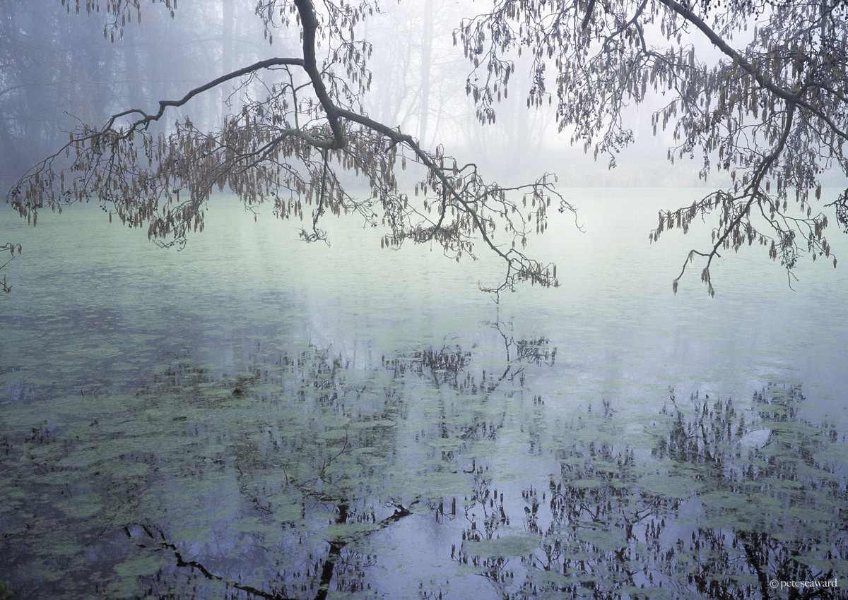 Misty Pond