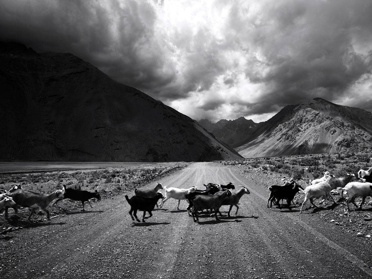 Goats, Chile, 2014