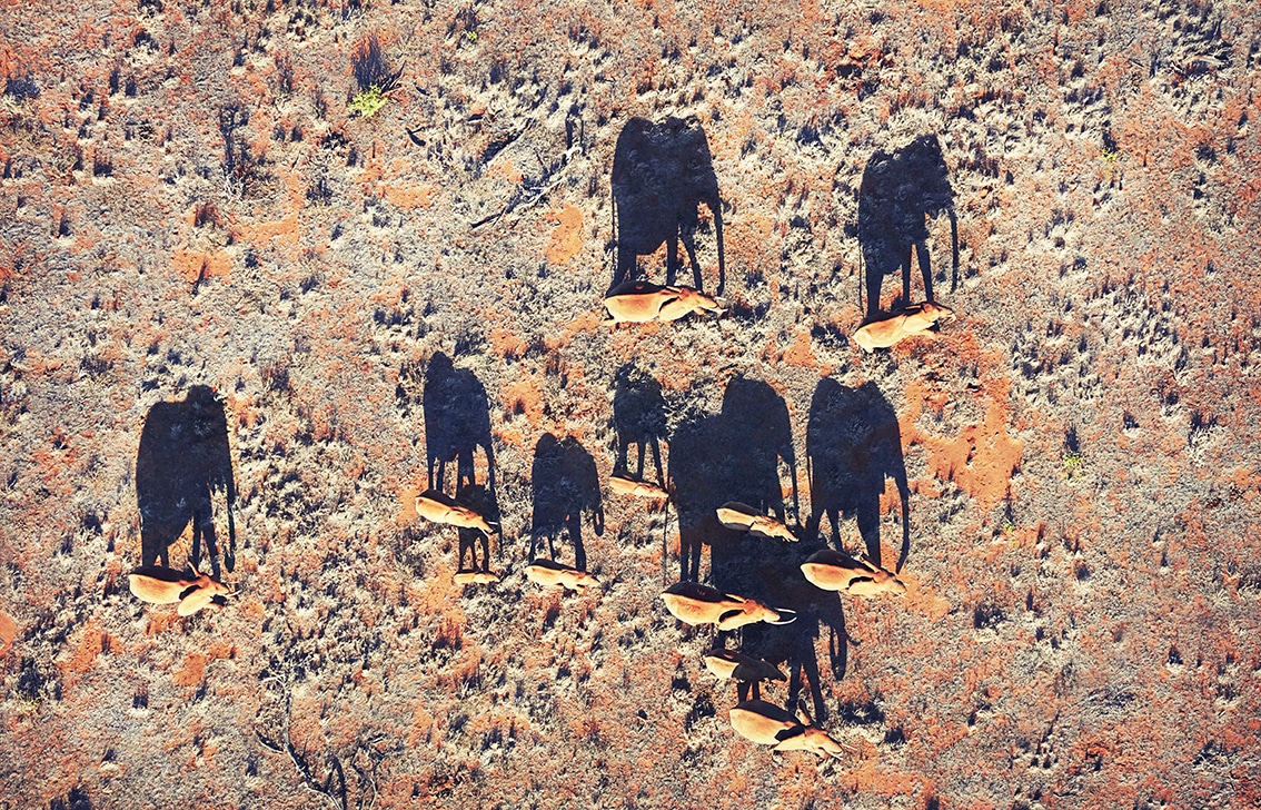 Elephant Shadows