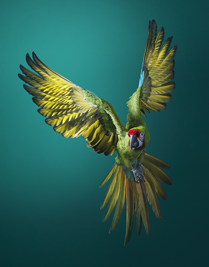 Military Macaw Front On