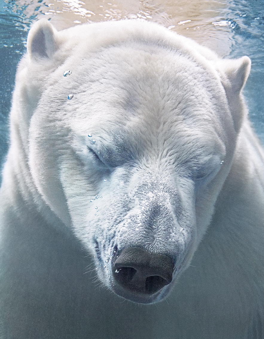 Polar Bear Portrait