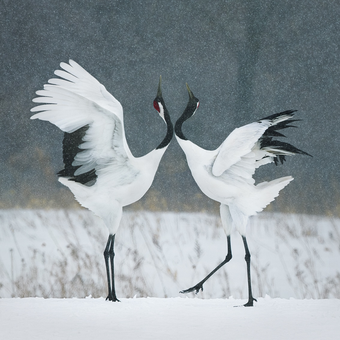 Red Crown Cranes Courting