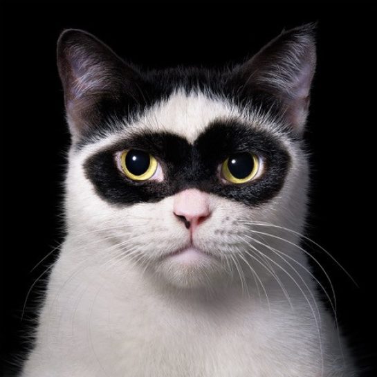 Bandit Cat